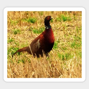 Pheasant, Scotland Sticker